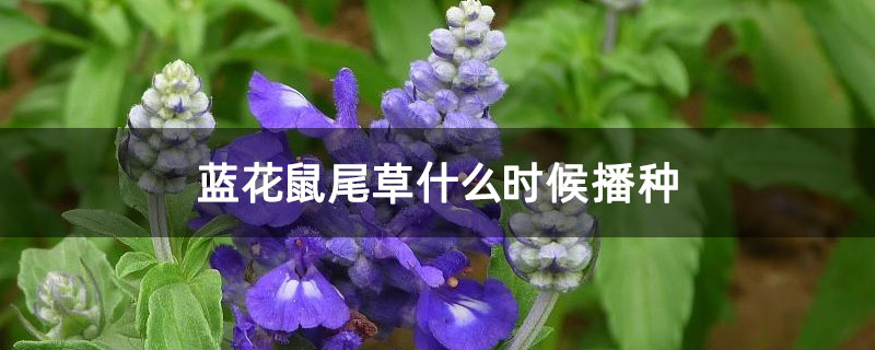 蓝花鼠尾草什么时候播种