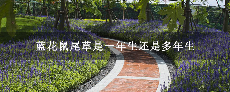 蓝花鼠尾草是一年生还是多年生