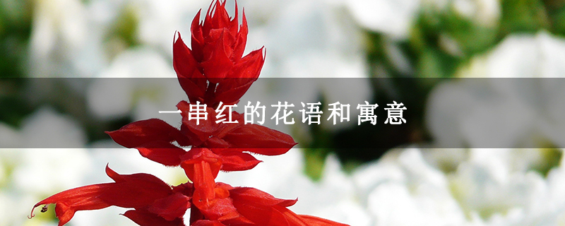 一串红的花语和寓意