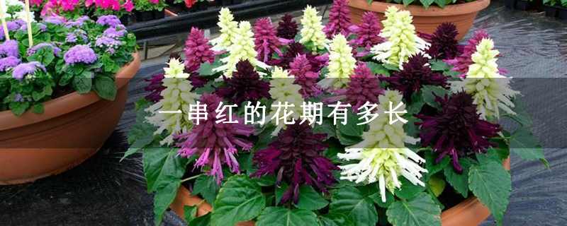 一串红的花期有多长