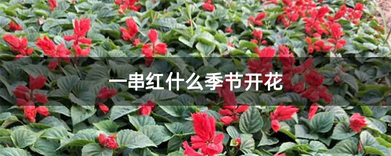 一串红什么季节开花