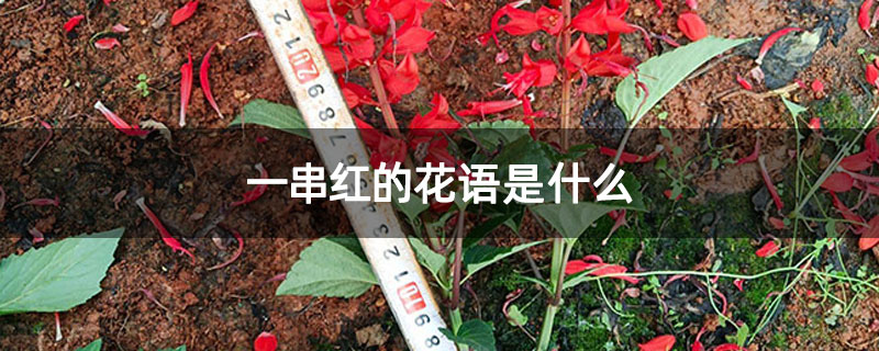 一串红的花语是什么