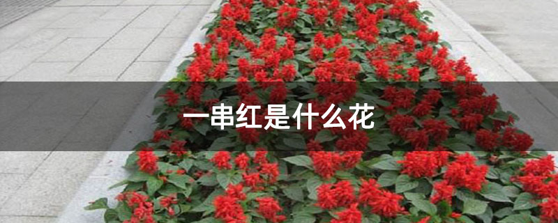一串红是什么花 一串红是什么花