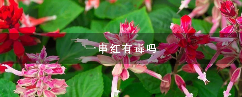 一串红有毒吗