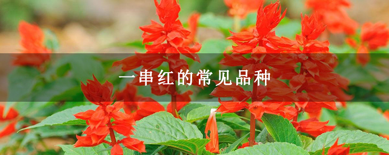 一串红的常见品种