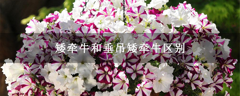 矮牵牛和垂吊矮牵牛区别