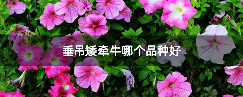 垂吊矮牵牛哪个品种好
