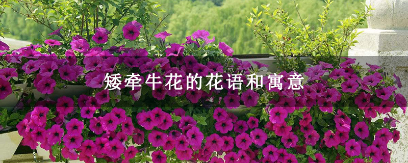 矮牵牛花的花语和寓意