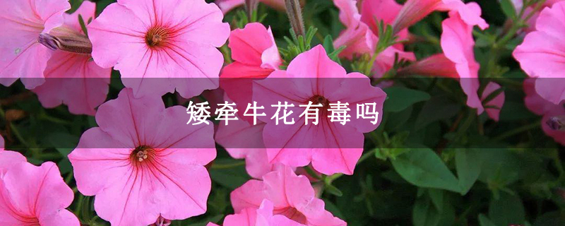 矮牵牛花有毒吗