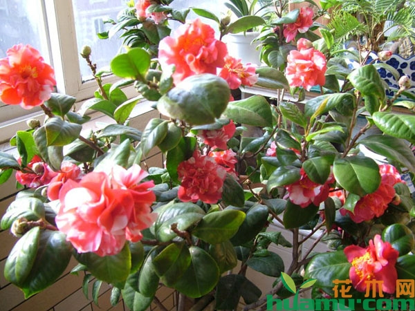 茶花