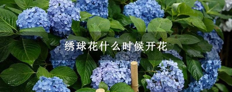 绣球花什么时候开花