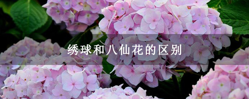 绣球和八仙花的区别