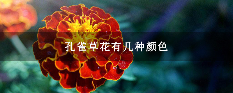 孔雀草花有几种颜色