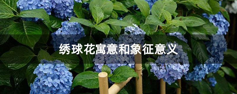 绣球花寓意和象征意义 绣球花寓意和象征意义