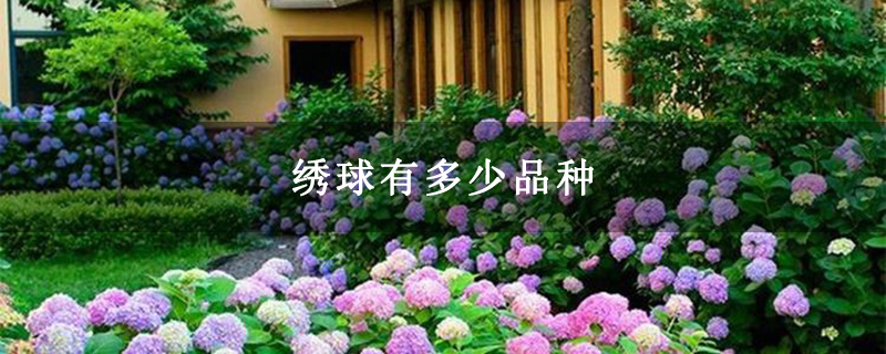 绣球有多少品种