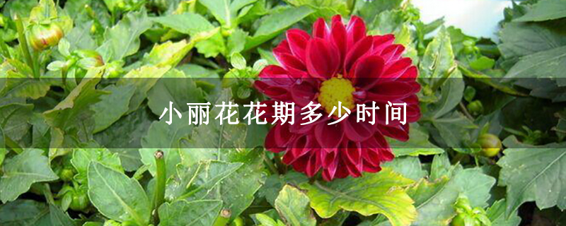 小丽花花期多少时间