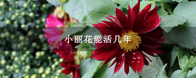 小丽花能活几年