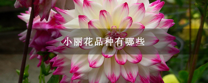 小丽花品种有哪些