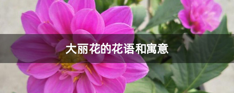大丽花的花语和寓意 大丽花的花语和寓意