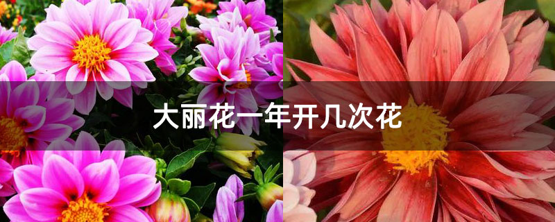 大丽花一年开几次花