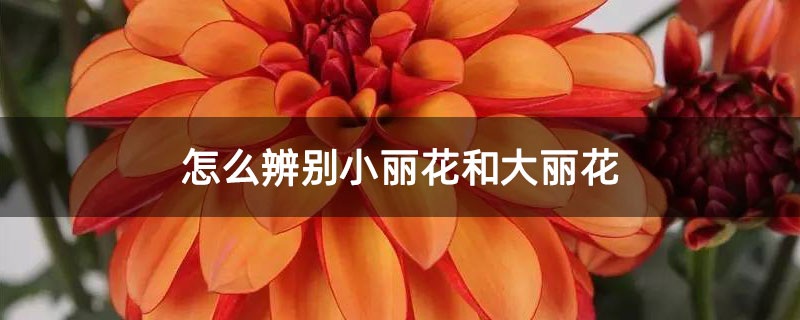 怎么辨别小丽花和大丽花