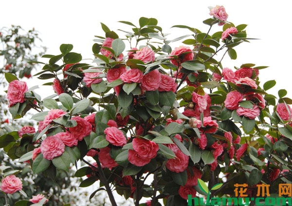 茶花