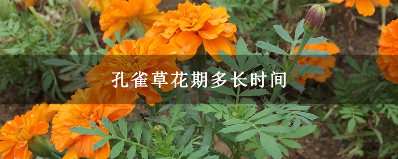 孔雀草花期多长时间
