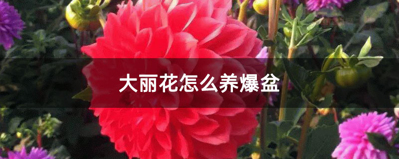 大丽花怎么养爆盆
