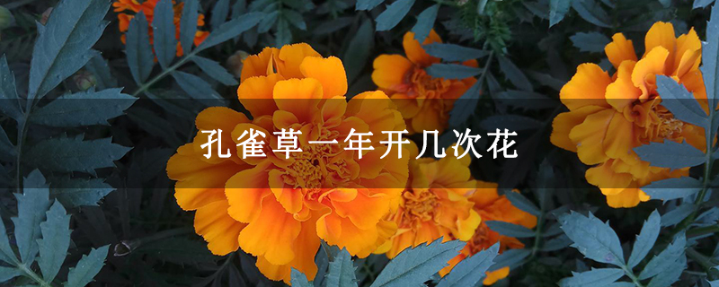 孔雀草一年开几次花