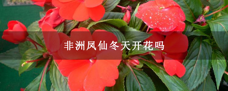 非洲凤仙冬天开花吗