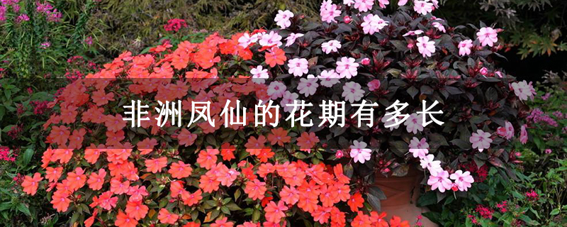 非洲凤仙的花期有多长
