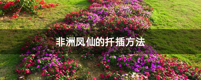 非洲凤仙的扦插方法