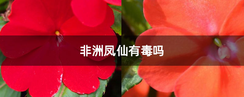 非洲凤仙有毒吗