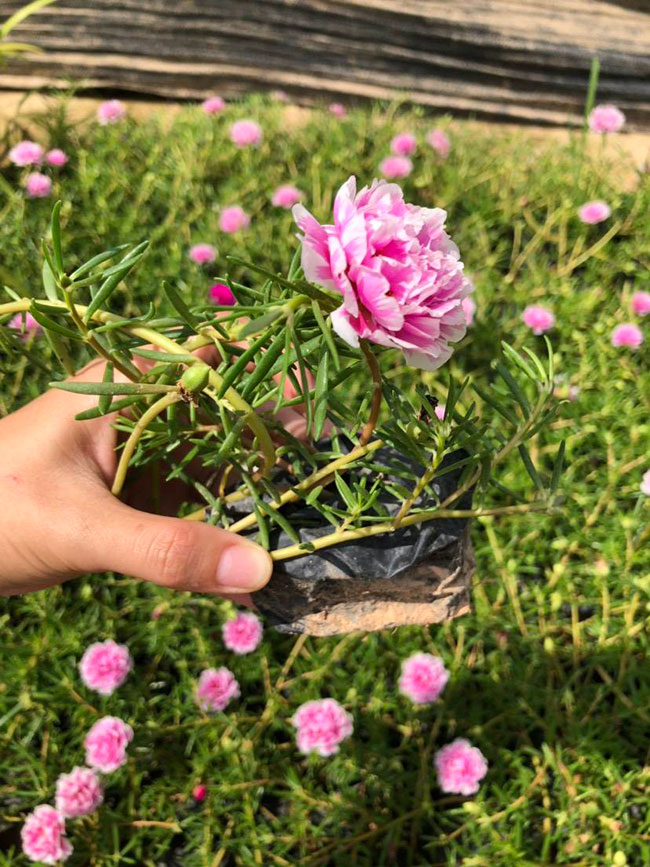 太阳花的花语是什么?太阳花的寓意和象征