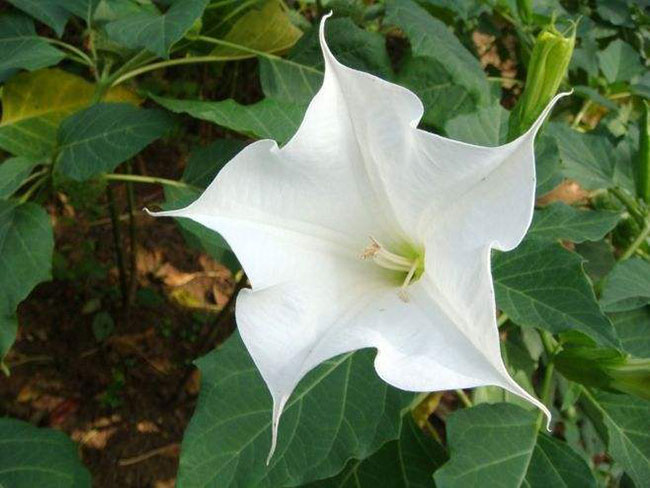 曼陀罗花