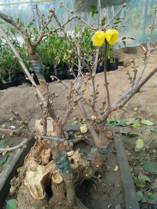 梅花象征意义是什么?