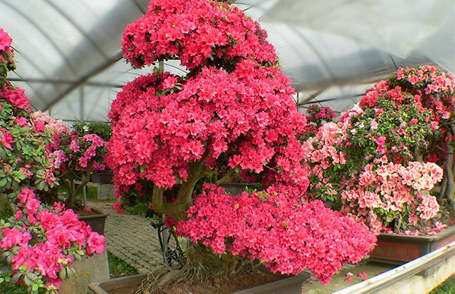 杜鹃花