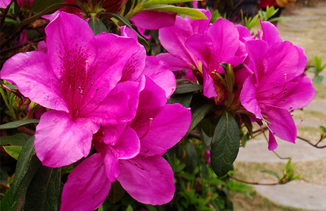 杜鹃花