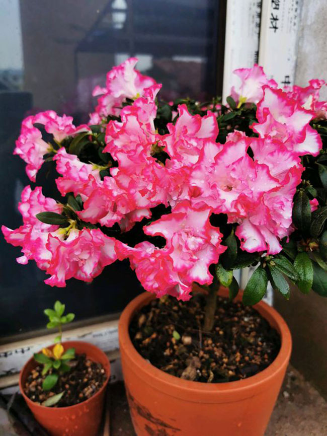 杜鹃花