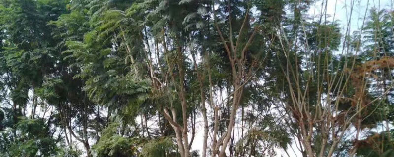 25公分蓝花楹多少钱一棵 25公分蓝花楹多少钱一棵