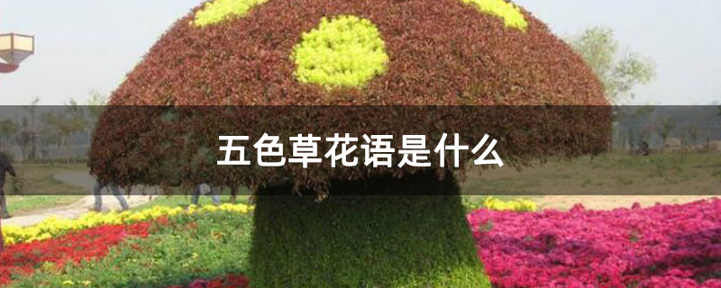 五色草花语是什么 五色草花语是什么