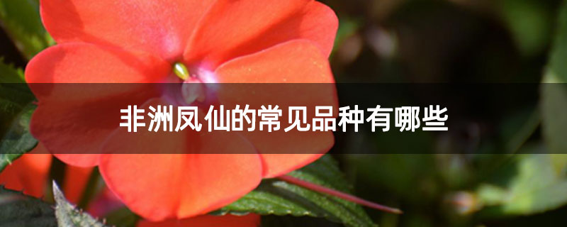 非洲凤仙的常见品种有哪些