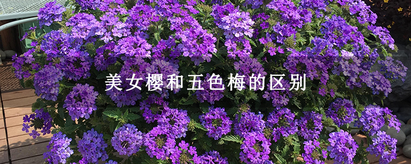 美女樱和五色梅的区别