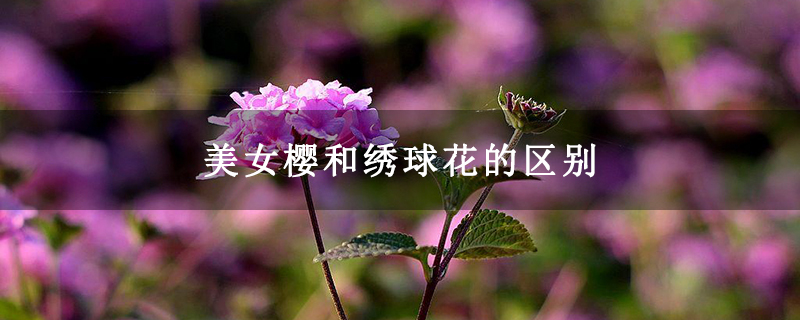 美女樱和绣球花的区别