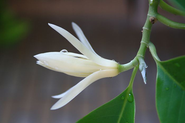 白兰花的花语是什么？白兰花的寓意和象征