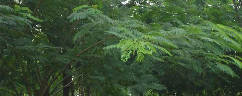 20公分蓝花楹树价格多少钱