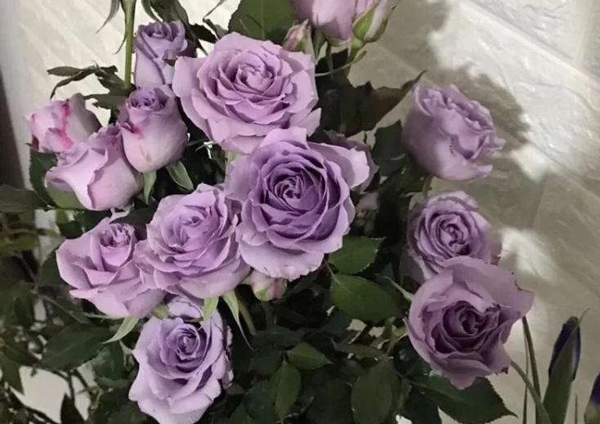 紫色玫瑰的花语是什么？紫色玫瑰的寓意和象征