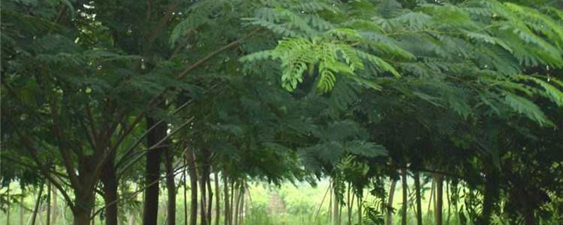 15公分的蓝花楹多少钱一棵 15公分的蓝花楹多少钱一棵