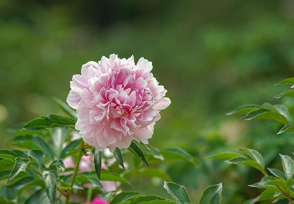 芍药的花语是什么？芍药的寓意和象征
