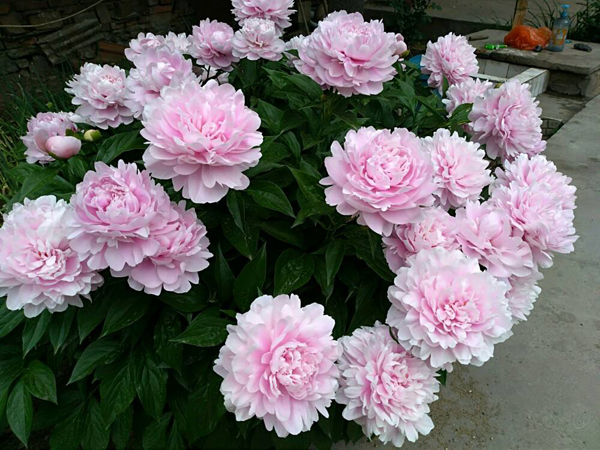 芍药